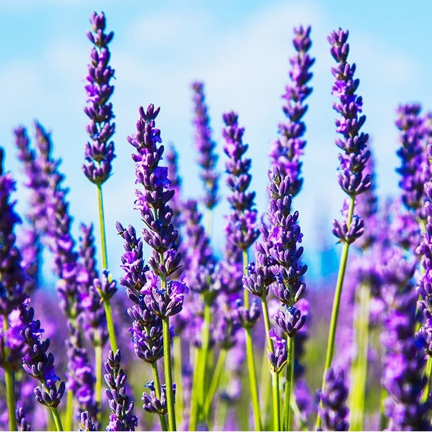 Lavanda Pura – Sementes para um Jardim Charmoso e Aromático (200 unid.)