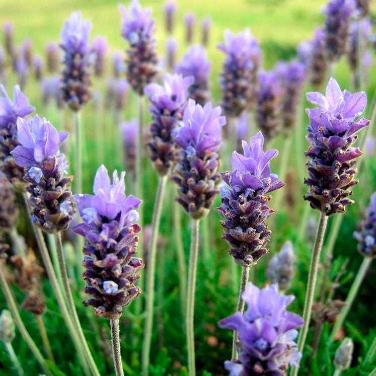 Lavanda Pura – Sementes para um Jardim Charmoso e Aromático (200 unid.)