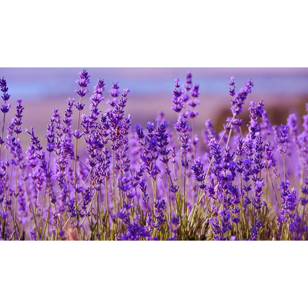 Lavanda Pura – Sementes para um Jardim Charmoso e Aromático (200 unid.)