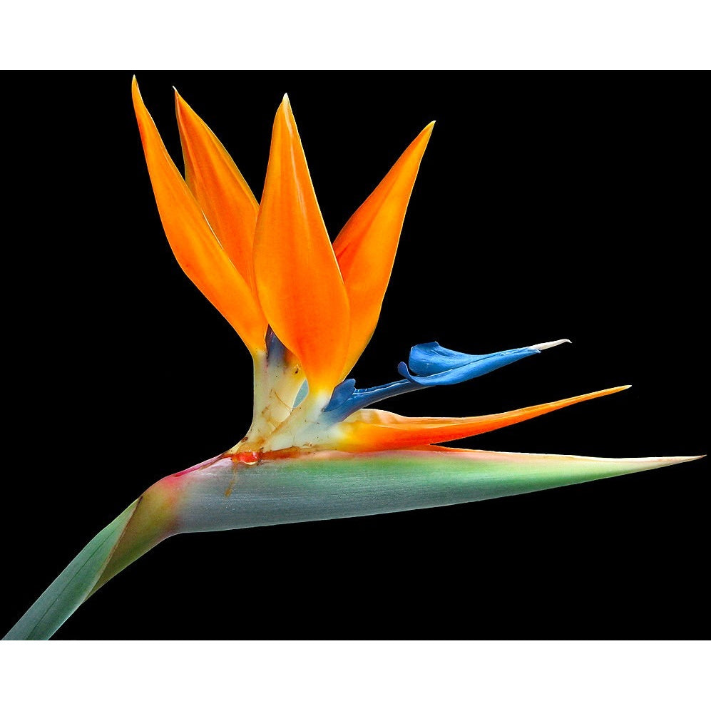 Ave-do-Paraíso a flor africana exótica - Pacote com 350 sementes + Frete Grátis