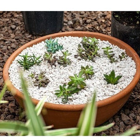 Pedrinhas Brancas para Vasos de Plantas 1kg