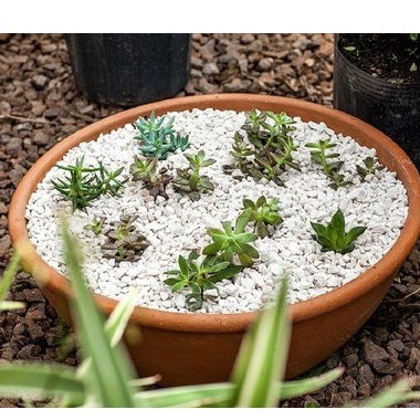 Pedrinhas Brancas para Vasos de Plantas 1kg