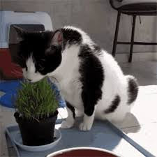 Ervas dos gatos - Catnip acalma o gato - Envelope Com 400 Sementes