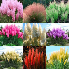 Capim dos Pampas 200 Sementes Mix de Cores Variadas para Mudas