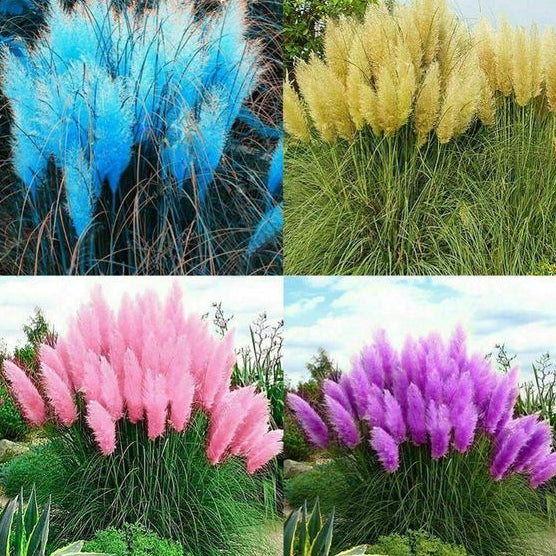 Capim dos Pampas 200 Sementes Mix de Cores Variadas para Mudas