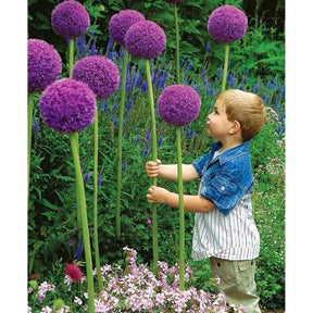 Flor de Alho Gigante - 100 Sementes -  Com Alta Taxa de Germinação + Manual de Plantio + FRETE GRÁTIS