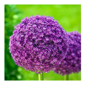 Flor de Alho Gigante - 100 Sementes -  Com Alta Taxa de Germinação + Manual de Plantio + FRETE GRÁTIS