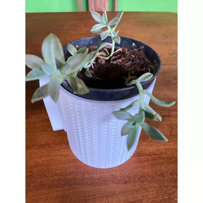 Vaso Parede para Plantas Jardim Vertical