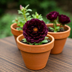 Flores Onze Horas - Kit de Sementes Negra e Azul - Flores Triplas