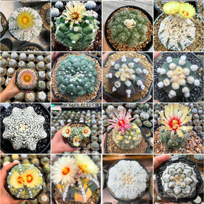 Astrophytum Híbrido Mix - Pacote com 10 sementes de variedades raras