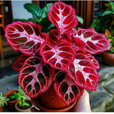 Sementes Raras de Calladium Camaleão Rubro – 100 unidades com manual de cultivo