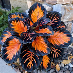 Sementes Raras de Caladium Galápagos 100 unidades com Manual de Cultivo