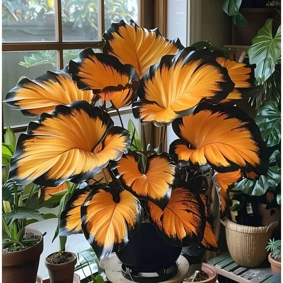 Sementes Raras de Caladium Tigre Solar com Manual de Cultivo - Pronta Entrega e Envio em 24h
