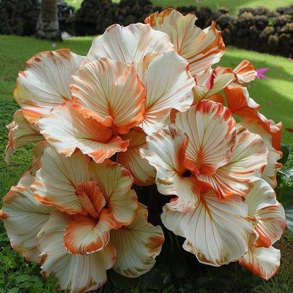 Caladium Magia do Jardim – Kit com 100 Sementes e Guia de Cultivo