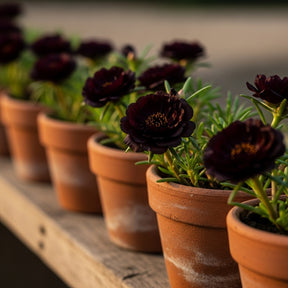 Flores Onze Horas Sementes Pretas Triplas Dobradas