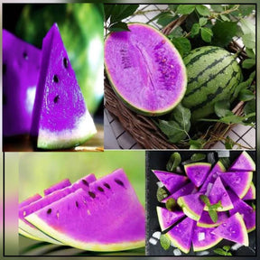 Sementes de Melancia Safira Roxa com guia de cultivo
