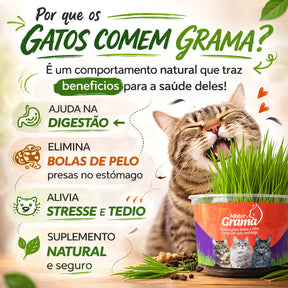 Grama Para Gato Mister– Auxilia na Digestão e Bola de Pelo / Fácil de Plantar