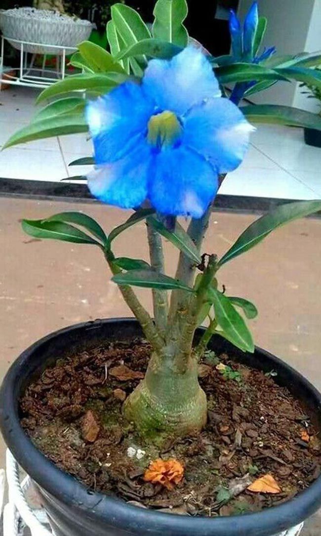 Sementes de Rosa do Deserto Azul Rara