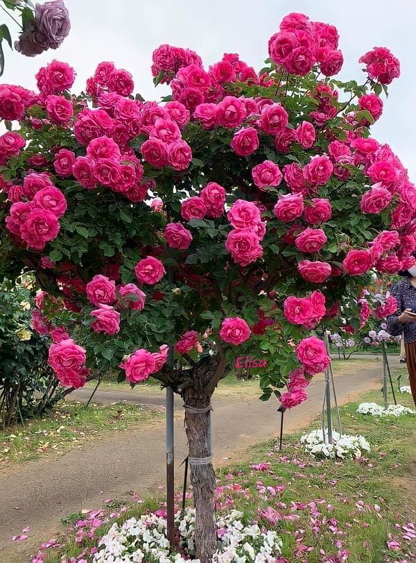 Rosa Trepadeira Rosa Pink – Pacote com 300 Sementes - Frete grátis
