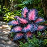 Sementes Caladium Névoa da Chapada — 100 Unidades com Manual
