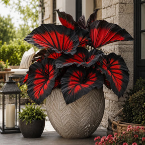 Sementes Raras de Caladium Doce Carmín – 100 Unidades