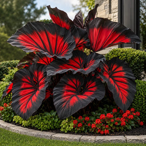 Sementes Raras de Caladium Doce Carmín – 100 Unidades