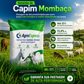 Sementes de Capim Mombaça — Pastagem Alta Produtividade