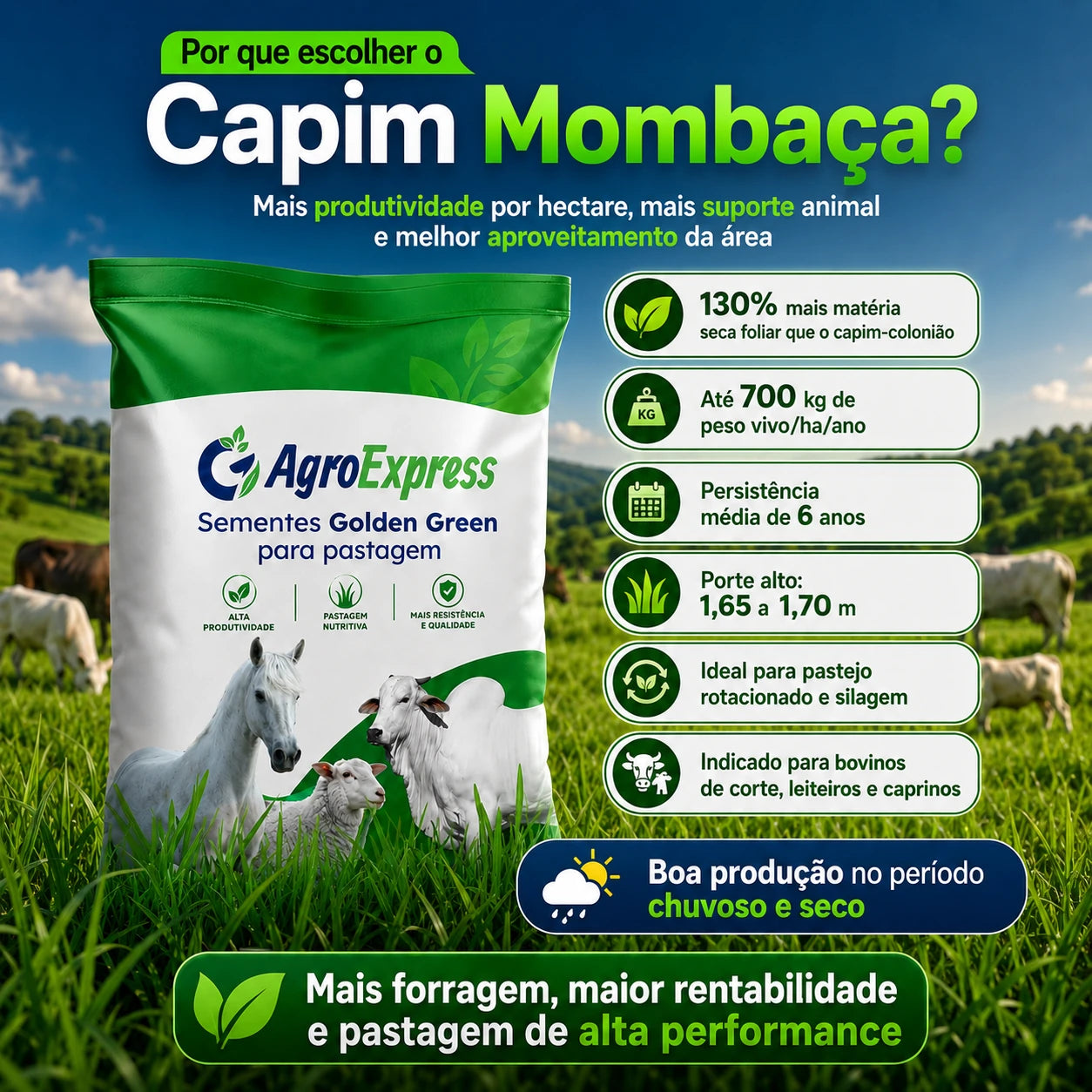 Sementes de Capim Mombaça — Pastagem Alta Produtividade