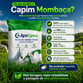 Sementes de Capim Mombaça — Pastagem Alta Produtividade