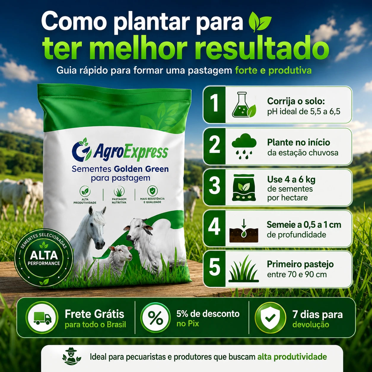 Sementes de Capim Mombaça — Pastagem Alta Produtividade