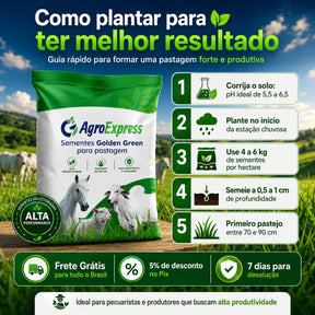 Sementes de Capim Mombaça — Pastagem Alta Produtividade