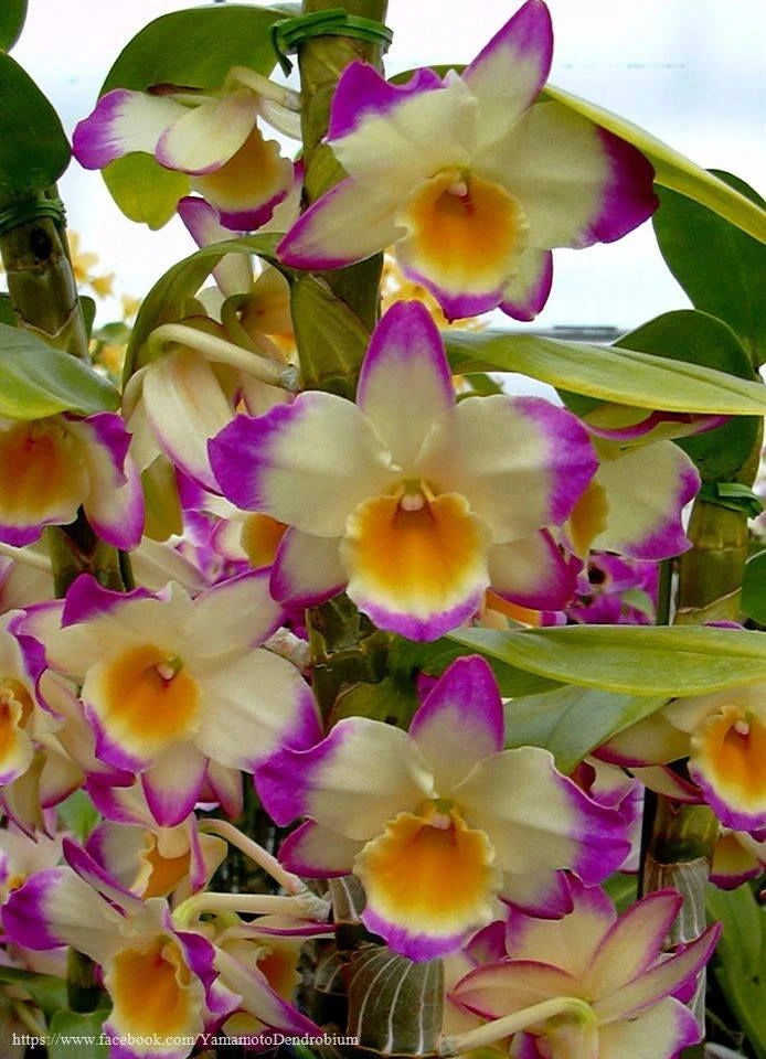 Orquideas Dendrobium - 8 Mudas Pré-Adulta