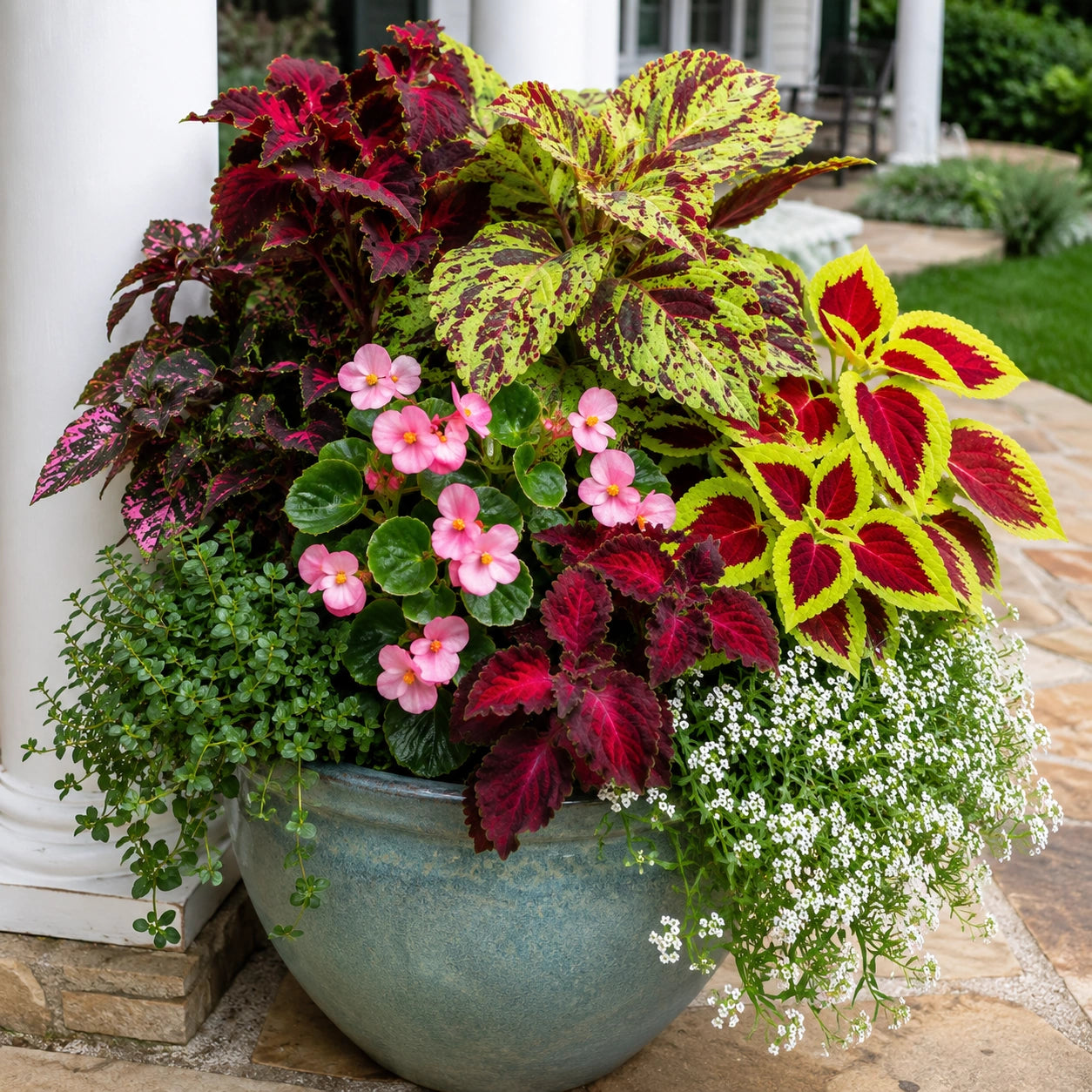 Sementes de Coléus Colorido — 300 Unidades para Jardins