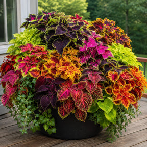 Sementes de Coléus Colorido — 300 Unidades para Jardins