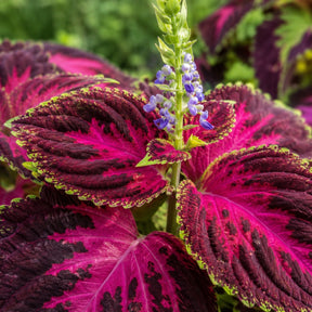 Sementes de Coléus Colorido — 300 Unidades para Jardins