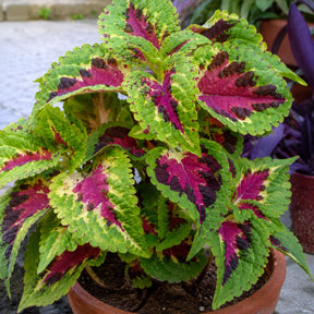 Sementes de Coléus Colorido — 300 Unidades para Jardins