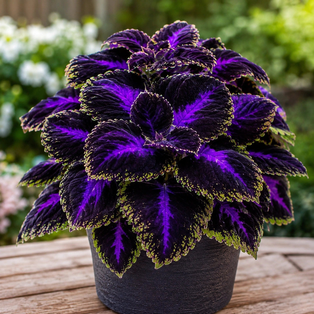 Sementes de Coléus Colorido — 300 Unidades para Jardins