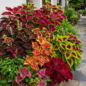 Sementes de Coléus Colorido — 300 Unidades para Jardins