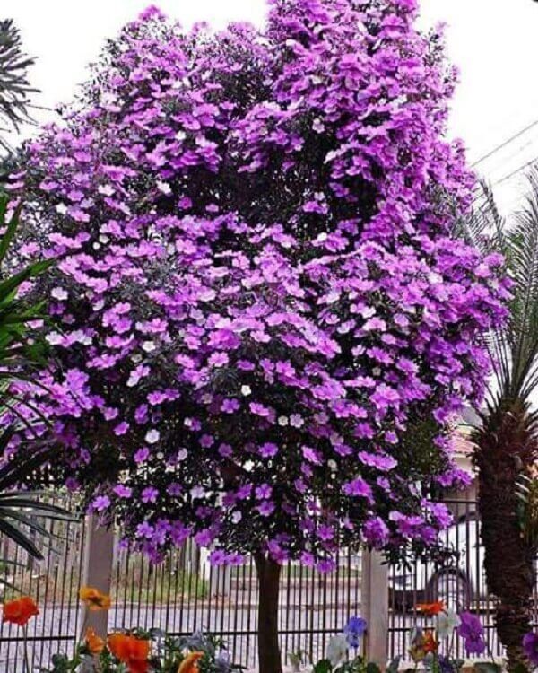 Manacá da Serra – 100 Sementes de Tibouchina mutabilis para Mudas Ornamentais