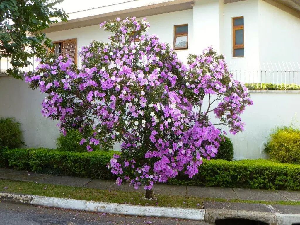 Manacá da Serra – 100 Sementes de Tibouchina mutabilis para Mudas Ornamentais