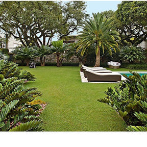 Grama Bermuda Sementes para Jardinagem