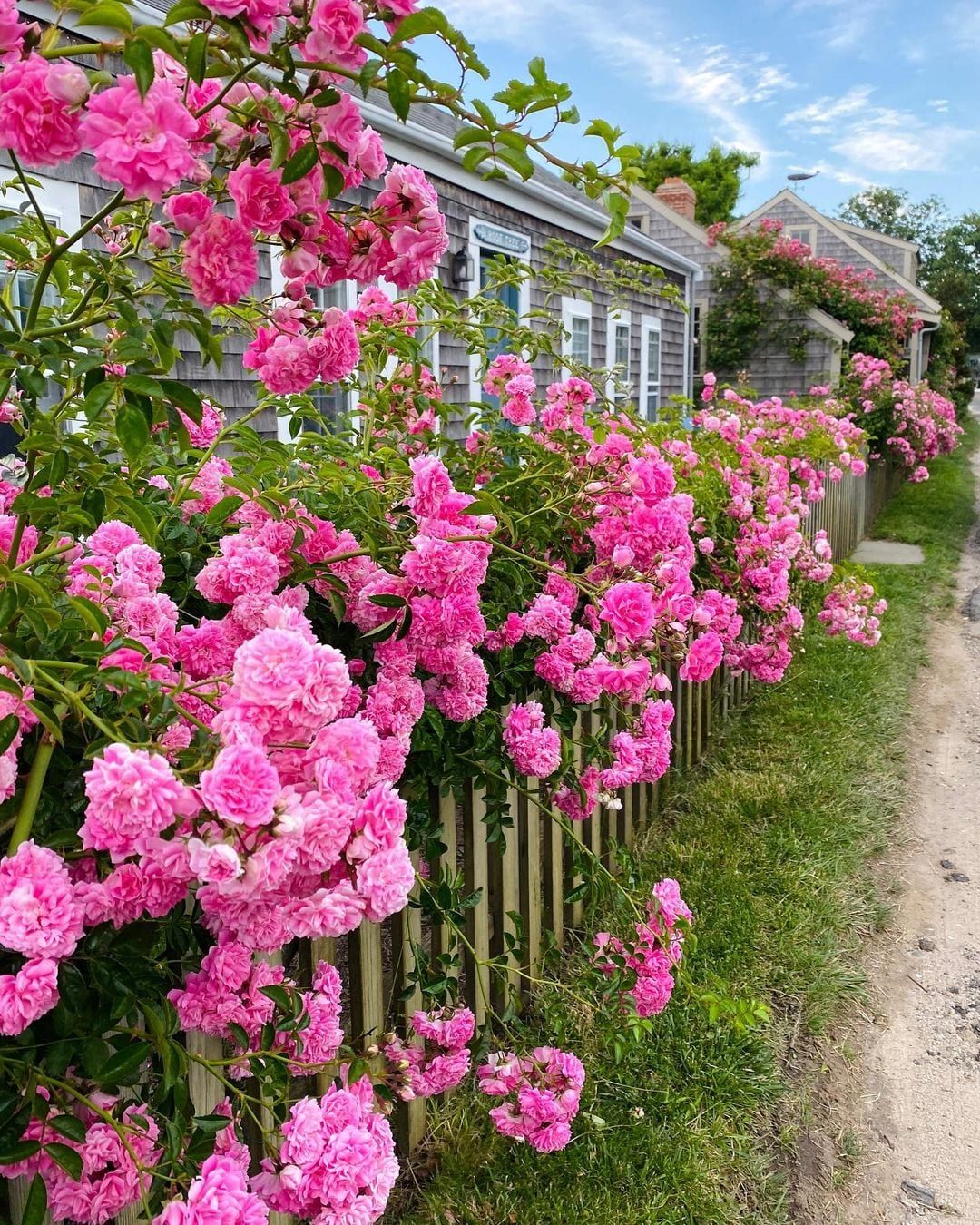 Rosa Trepadeira Rosa Pink – Pacote com 300 Sementes - Frete grátis