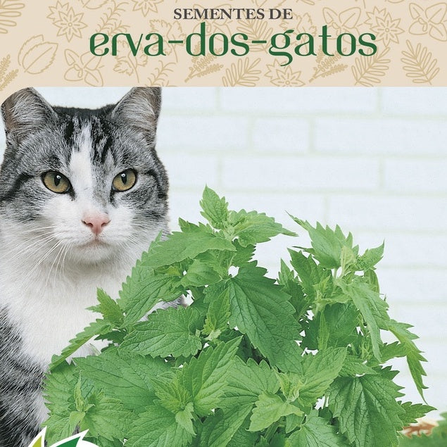 Ervas dos gatos - Catnip acalma o gato - Envelope Com 400 Sementes