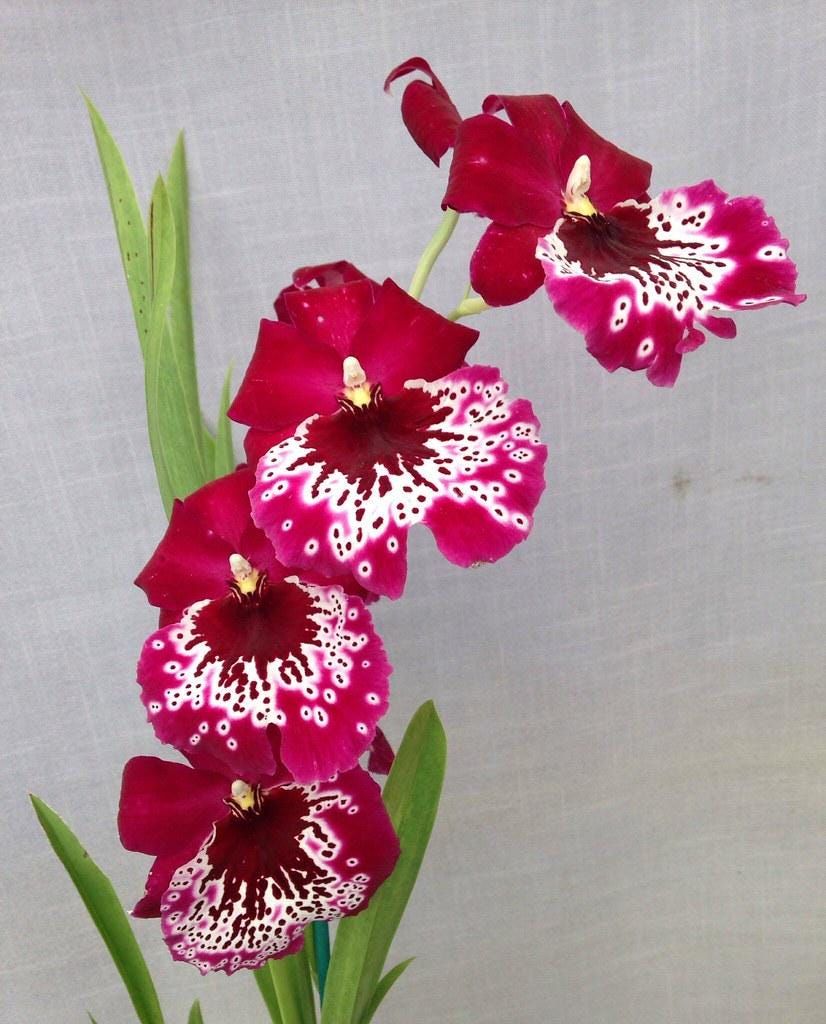 Orquídea Miltoniopsis Morris Chestnut – Pacote com 100 Sementes