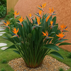 Ave-do-Paraíso a flor africana exótica - Pacote com 350 sementes + Frete Grátis
