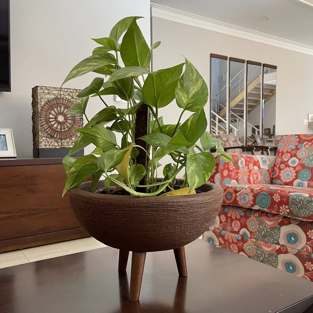Vaso Bacia 30cm De Polietileno  Com Tripé de Madeira Decorativo Para Flores E Plantas
