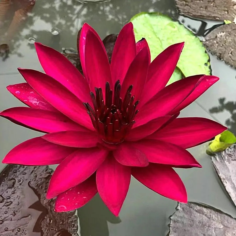 Flor de Lotus Significado De Pureza - Sementes Selecionadas