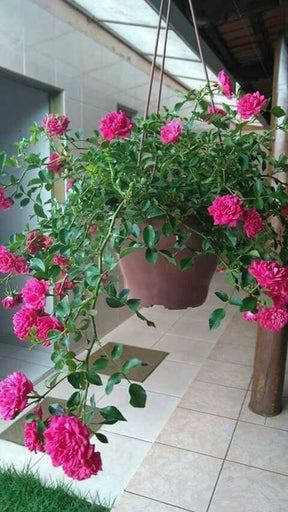 Rosa Trepadeira Rosa Pink – Pacote com 300 Sementes - Frete grátis