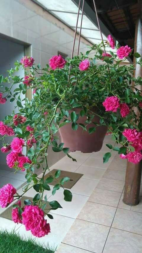 Rosa Trepadeira Rosa Pink – Pacote com 300 Sementes - Frete grátis