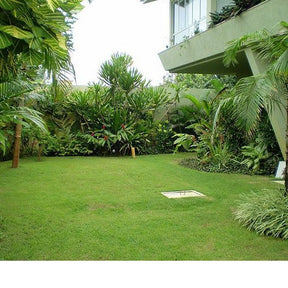 Grama Bermuda Sementes para Jardinagem